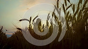 Happy girl having fun in wheat field at sunset