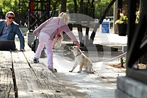 Happy Girl playing with her Dog in the City. Father working wih laptop behind