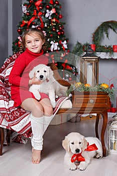 Happy girl with two puppies Golden Retriever on a background of Christmas tree