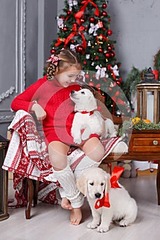 Happy girl with two puppies Golden Retriever on a background of Christmas tree