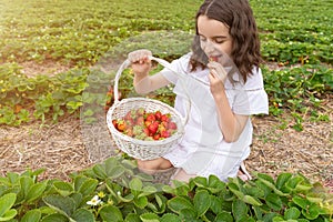 Happy girl in white dress is holding basket with berries and eating strawberry.
