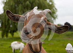 Happy Goat photo