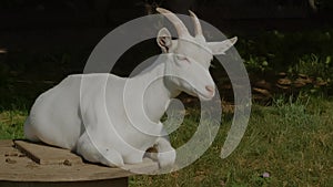 Happy goat farm animal resting in sun light organic agriculture dairy farming