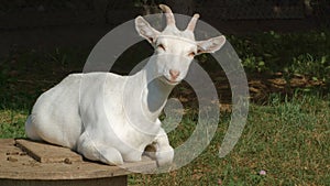 Happy goat farm animal resting in sun light organic agriculture dairy farming