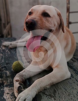 Happy and Cute Labrador Retriever Dog posing with his ball