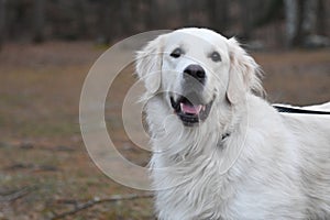 Happy Golden puppy