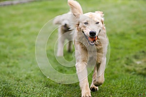 Feliz dorado el perro caniche buscar mascotas 