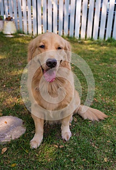 Happy Golden Retriever