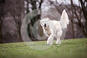 Happy golden retriever