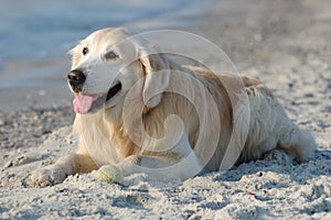 Feliz perro perdiguero de oro el perro sobre el Playa 