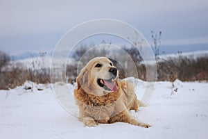 Happy Golden retriever dog enjoying snow