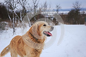 Happy Golden retriever dog enjoying snow