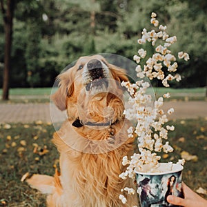 happy Golden Retriever dog with flying popcorn. park in background