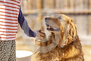 A happy golden retriever dog giving his paw while sitting down looking straight to his human