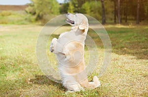 Happy Golden Retriever dog on grass standing on its hind legs