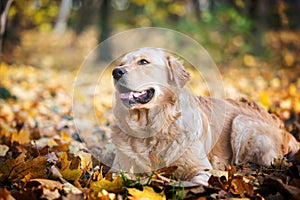 Happy Golden Retriever Dog Joyfully Lying In Pile Of Fall Leaves
