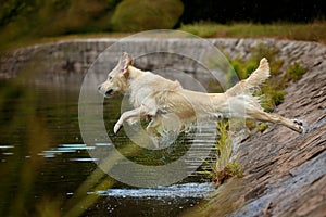 Happy golden retriever dog jumping into the river