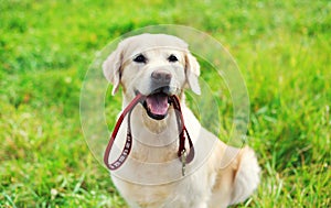 Happy Golden Retriever dog with leash sitting on grass