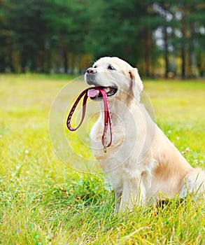 Happy Golden Retriever dog with leash sitting on grass