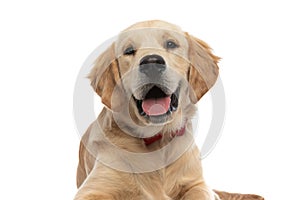 Happy golden retriever dog panting and looking at the camera