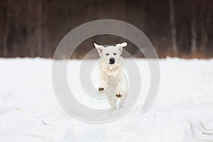 Happy golden retriever dog running fast in the field in winter