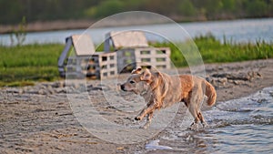 happy golden retriever dog running in the water
