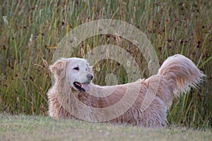 Happy Golden Retriever dog standing in field looking alert