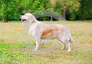 Happy Golden Retriever dog standing on grass in park, profile side view