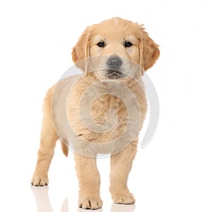 Happy golden retriever dog standing and looking at the camera