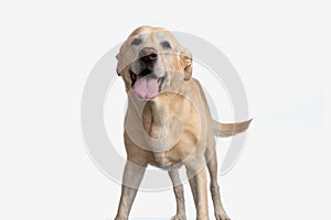 happy golden retriever dog sticking out tongue and panting while standing