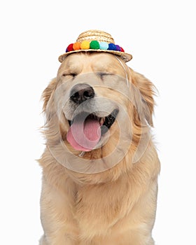 happy golden retriever dog with tassels hat sticking out tongue and panting