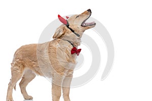 Happy golden retriever dog wearing devil horns and bowtie
