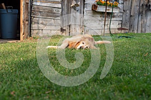 Happy golden retriever laying in grass in summer