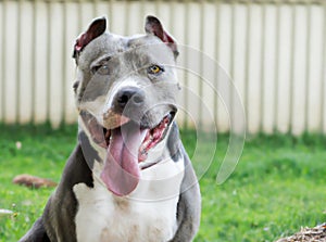 Happy golden retriever laying on the ground, happy pitbull, black dog laying in the ground, black retriever.