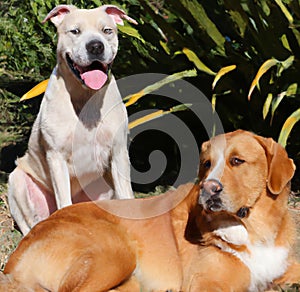 Happy golden retriever laying on the ground, happy pitbull, black dog laying in the ground, black retriever.