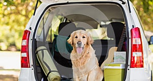 Happy golden retriever pet dog sitting inside open car boot in park