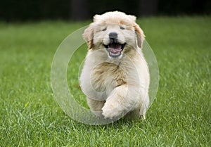 Happy Golden Retriever Puppy