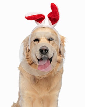 happy golden retriever puppy with bunny headband sticking out tongue