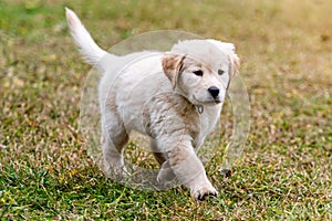 Happy Golden Retriever puppy dog running on playground green yard