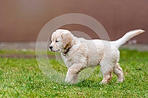 Happy Golden Retriever puppy dog running on playground green yard