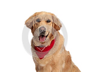 happy golden retriever puppy with red bandana panting and sticking out tongue