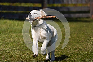 Happy golden retriever puppy runs across a lawn and carries a stick in its teeth