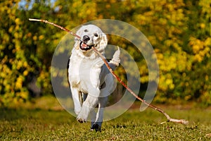 Happy golden retriever puppy runs with long stick in his teeth in autumn park