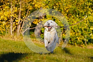 Happy golden retriever puppy runs with long stick in his teeth in autumn park