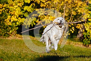 Happy golden retriever puppy runs with long stick in his teeth in autumn park