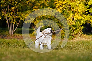 Happy golden retriever puppy runs with long stick in his teeth in autumn park