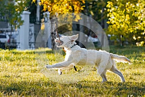 Happy golden retriever puppy runs with long stick in his teeth in autumn park