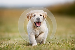 Happy golden retriever puppy photo