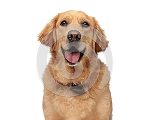 happy golden retriever puppy sticking out tongue and panting