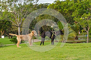Happy golden retriever and ridgeback dog standing on grass field